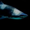 水族館でおなじみのサメ！シロワニの特徴、大きさ、寿命、危険度とは