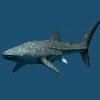 アクアワールド茨城県大洗水族館のサメをテーマとした新感覚展示エリア 『シャークダディズルーム』 ＆クラゲ大水槽『くらげ365』