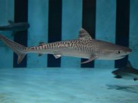 圧倒的存在感！アクアワールド・大洗、 約8年ぶりに「イタチザメ」が仲間入り　 11月25日より「サメの海2」水槽にて展示開始！